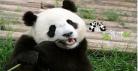 熊猫图片大全可爱壁纸